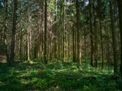 Trestammer står tett i tett i en grønn skog. Foto