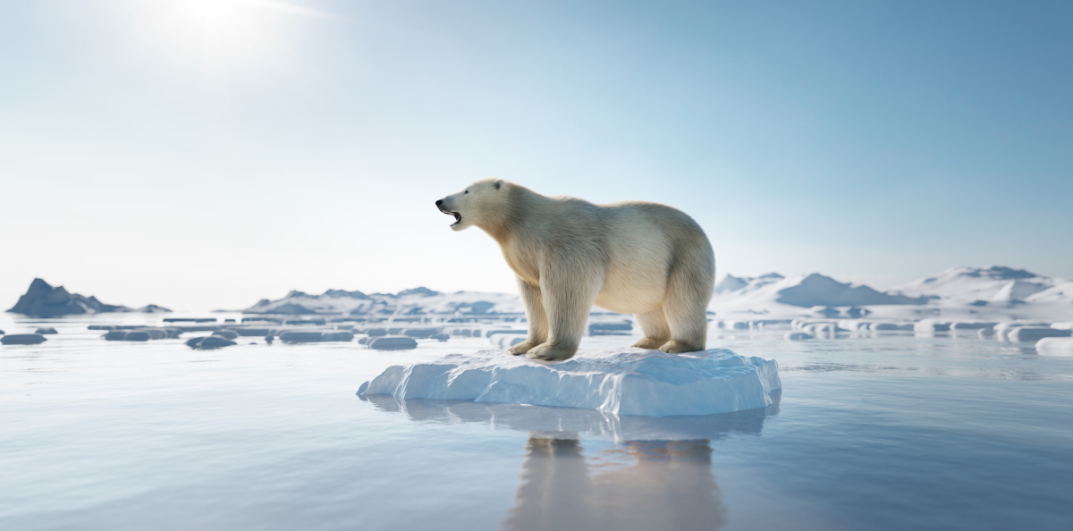En isbjørn står alene på et lite isflak i sola. Isbjørnen skriker, og det ser ikke ut som om den har det bra. Foto